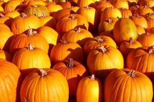 FALL - Pumpkins